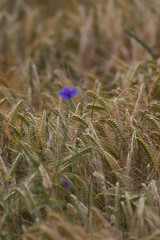 Corn flower in the field