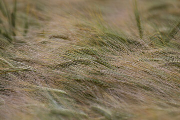 barley field
