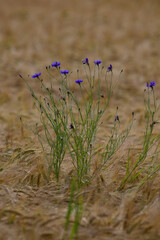 Corn flower in the field
