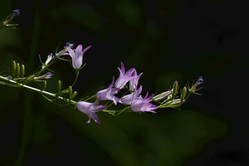 wild flowers in the wind