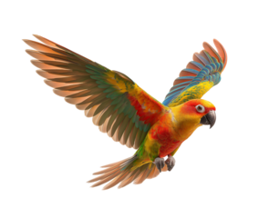 Colorful parrot flying in the air full body isolated on transparent background PNG