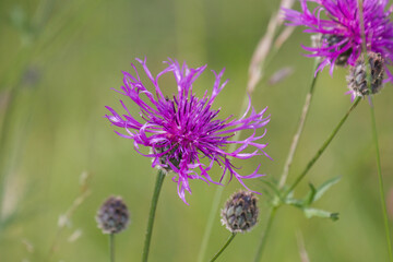 Greater knapweed
