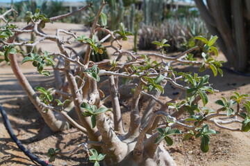 spring in the garden