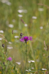 Greater knapweed