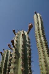 cactus in desert