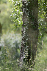 tree in the forest