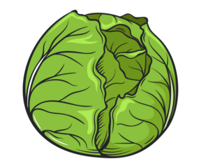 Fresh green iceberg lettuce head on black