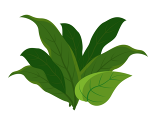 Green leafy plant illustration on black background