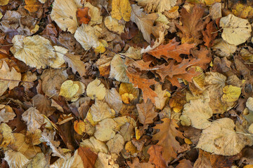 Autumn Leaves Texture leaf background