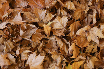 Autumn Leaves Texture leaf background