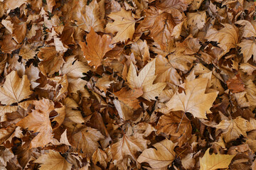 Autumn Leaves Texture leaf background