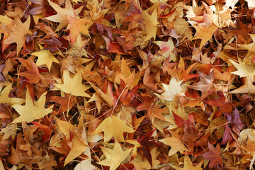Autumn Leaves Texture leaf background