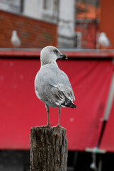 seagull in the city 