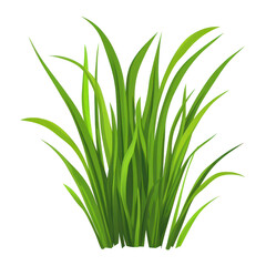 PNG Illustration clipart of a green grass plant botanical blossom.