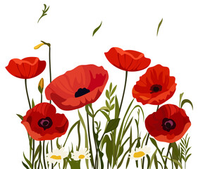 Fototapeta premium Vibrant red poppies and daisies on black background