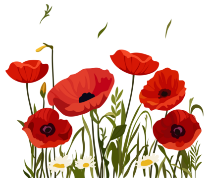 Vibrant red poppies and daisies on black background