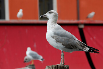 seagull close by in the city