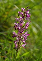 Military orchid flower