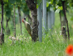 Woodpecker  in a wineyard 