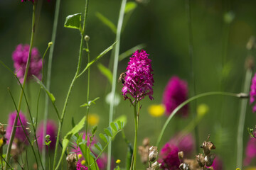 Pyramidal orchid 