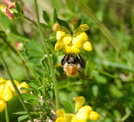 bee on a flower