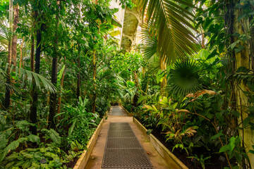 Tropical plants in greenhouse in Kew botanical gardens, London, UK