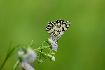 butterfly on a leaf