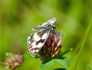 butterfly on a leaf