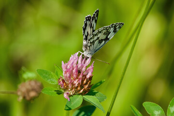 butterfly on grass