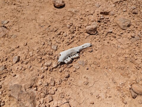 bones in desert