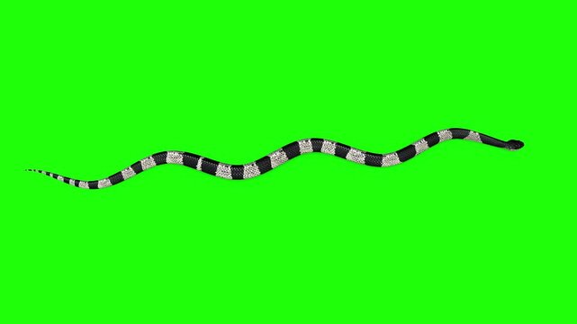 African snake moving in water top view angle green screen or chroma key video clip motion