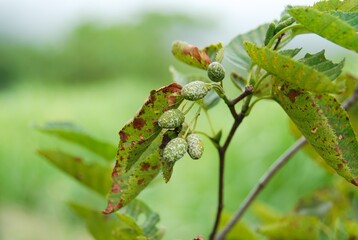 Alnus japonica deciduous tree growing in mountain and wetland habitats of Korea.