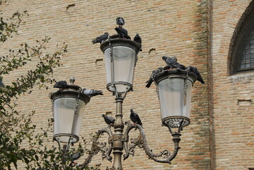 old street lamp with pigeons
