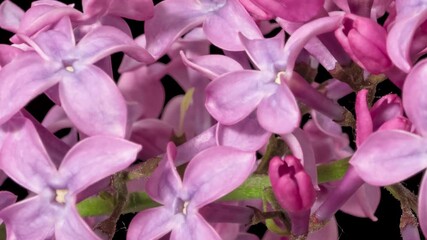 Time lapse blooming Lilac flowers (Syringa), isolated on pure black background