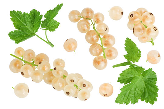 white or yellow currant isolated on white background. Top view. Flat lay - Powered by Adobe