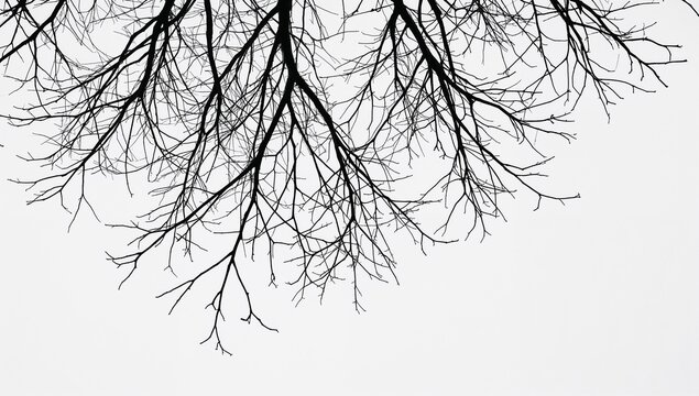 Bare Winter Tree Branches Against a Stark White Sky Creating a Silhouette Effect - Powered by Adobe