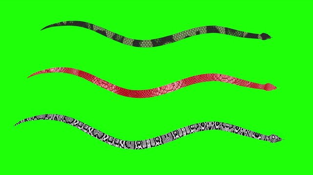 Three colours snake moving in water top angle video green screen or chroma key video clip motion art