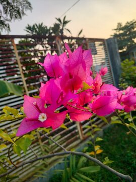 pink flowers in the garden
