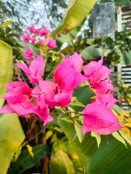 pink flowers in the garden