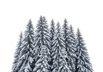 A dense cluster of snowcovered evergreen trees, creating a winter forest scene against a stark transparent background, isolated on transparent background