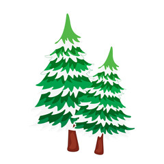 christmas tree isolated on white