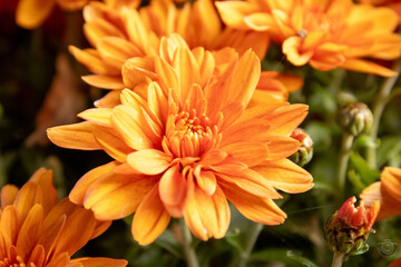 Close up of a orange chrysanthemum flower surrounded by other flowers and small flower buds, with a blurred green leaf background