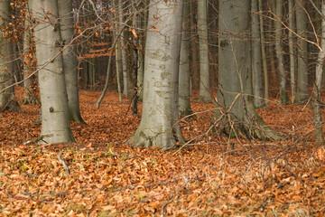 Fototapeta premium autumn in the forest