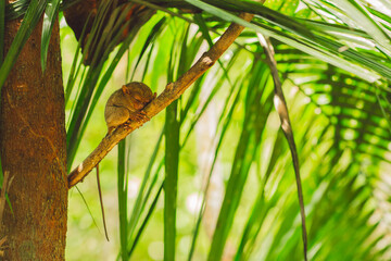Tarsier - Bohol Island - Philippines