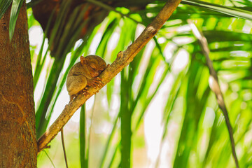 Tarsier - Bohol Island - Philippines