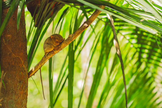 Tarsier - Bohol Island - Philippines