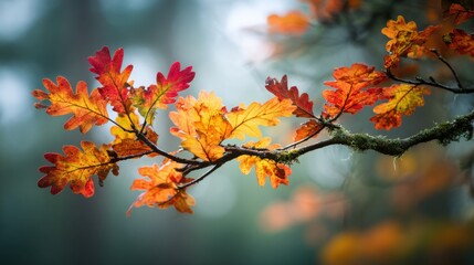 Fototapeta premium Autumn oak leaves branch in warm light