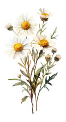 Fototapeta premium PNG Daisy flowers frames daisies daisy painting.