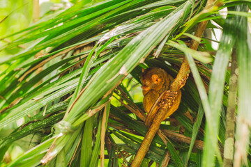 Tarsier - Bohol Island - Philippines
