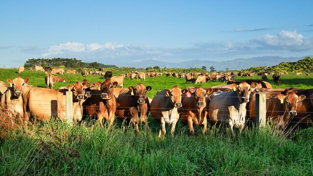 Happy New Zealand Brown Cows